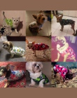 Słodkie ubrania dla psów lato bawełna Puppy koszule T koszula kot kamizelki kostium kreskówkowy odzież dla małych zwierząt domow