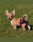 Damskie szorty dla psa Puppy fizjologiczne spodnie bielizna dla zwierząt domowych małe Meidium dziewczyna psy