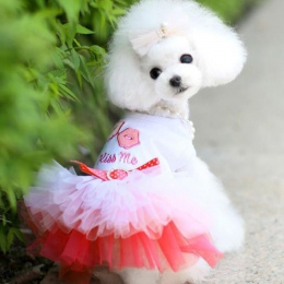 Pies ubrania dla małych psów sukienka wiosna lato dla małych psów koronki księżniczka Chihuahua pies Mascotas Roupa zwierzęta do