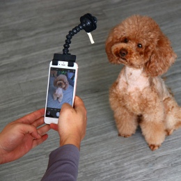 Zwierzęta domowe są Selfie kij dla psów kot fotografia narzędzia Pet zabawki interakcji skoncentrować się materiały szkoleniowe 