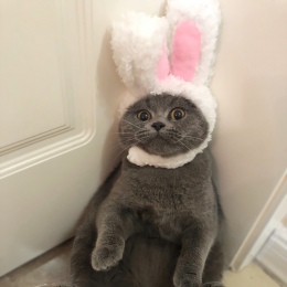 Śmieszne słodkie kostium dla zwierząt Cosplay królik kapelusz czapka dla kot Halloween boże narodzenie nowy rok ubrania Fancy Dr