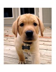 FLOWGOGO Anti-lost ze stali nierdzewnej Dog ID Tag grawerowane dla zwierząt domowych obroża dla szczeniaka akcesoria nazwa telef