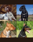 Spersonalizowane Pet łańcuch dla psa kołnierz dławika dla zwierząt grawerowane ID poślizgu obroża Choker dla średnich dużych psó