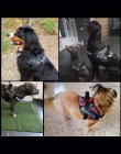 FML Pet ID tagi niestandardowe naklejki do uprzęży obroże dla psów 2 PC usunąć Dog Patch dostosowane spersonalizowane dla zwierz