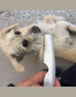 2019 pies do włosów dla zwierząt domowych grzebień groomerski pchli targ tracenie szczotka do psów kot uchwyt ze stali nierdzewn