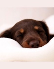 Ciepła mata dla zwierząt kot pies Puppy Paw kości ślad drukowane miękki koc z polaru poduszka do łóżka z materacem na koral pola