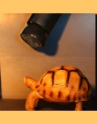 20 W 50 W 75 W 100 W E27 dalekiej podczerwieni ceramiczne lampa grzewcza dla żółw jaszczurka pająk gadów pudełko cieplejsze świa