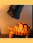 20 W/50 W/75 W/100 W dalekiej podczerwieni ceramiczne lampa grzewcza dla Ortoise jaszczurka pająk gadów cieplejsze światło żarów