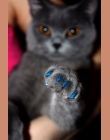 20 sztuk silikonowe miękkie kot paznokci czapki/kot łapa pazur/paznokcie zwierząt domowych Protector/kot paznokci pokrywa z bezp