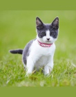 Skórzane obroża dla kota spersonalizowane obroża dla kota dla szczeniąt małe psy kotek tabliczka znamionowa kołnierz darmowe gra