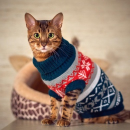 Petalk Snowflower kot sweter z dzianiny zwierzęta domowe są Jumper płaszcz psy kot świąteczne ubranka dla psów dla małych zwierz