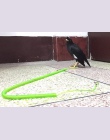 Parrot szpak dla zwierząt domowych smycz zestaw Anti-bite latające lina treningowa dla Cockatiel długość odcinka 3 m 5 m 10 m