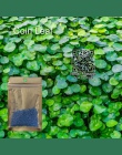 Roślin wodnych Waterweed wody nasion trawy roślin akwariowych nasiona, para/Cowhair/miłość/Lucky/serce/czerwony liść fish tank w
