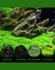 Nasiona roślin akwariowych woda zielona woda trawa dekoracja łatwe sadzenie Fish Tank krajobraz Ornament