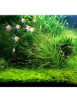 7 stylów akwarium rośliny wodne woda trawa 20g nasiona krowa-włosy miłość szczęście nasiona Fish Tank rośliny dekoracji krajobra