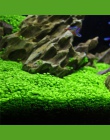 Nasiona roślin akwariowych woda nasiona trawy łatwe sadzenie ryba ozdobna zbiornik krajobraz roślin