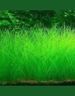 10 g/worek nasiona trawy akwariowej Fish Tank kryty wodne rośliny wodne wystrój Rock trawnik ogród na pierwszym planie sadzenia 