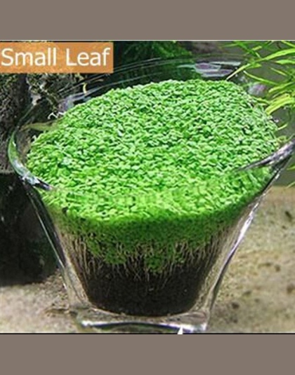 10 g/worek nasiona trawy akwariowej Fish Tank kryty wodne rośliny wodne wystrój Rock trawnik ogród na pierwszym planie sadzenia 