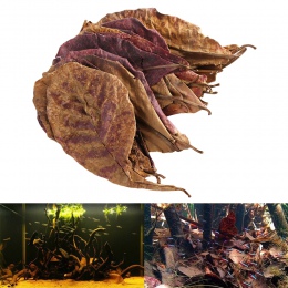 50 g/paczka nowych, skutecznych naturalne Terminalia Catappa Foetida liście wyspa liść migdałowy do czyszczenia ryb/leczenie zbi