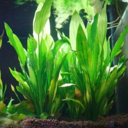 Z tworzywa sztucznego 15 cm sztuczna zielona trawa roślina wodna trawa dla akwarium