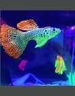 Wystrój złota rybka Peacoak meduzy akwarium dekoracji sztuczny efekt świetlny blask w ciemności ryby zbiornik Ornament darmowa w