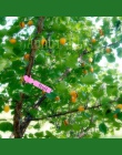 30 sztuk ogrodnictwo ogród powiesić tag etykiety wiszące drzewa sadzonka drzewa owocowe roślin znaki szybka karty klasyfikacji n