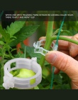 50 sztuk klipy pomidorów krata ogród roślin kwiat warzyw spoiwa sznurka wsparcie dla roślin cieplarnianych klip dostaw