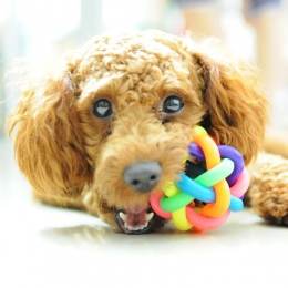 5 cm kolorowe Rainbow dzwonek dla zwierząt domowych psia zabawka piłka kot zabawki dla zwierząt domowych Ball Bell do żucia zaba