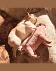 Zwierzęta psy zabawki towarzyszyć spania świń zabawki ciepłe miękkie pluszowe bawełniane Partner do spania dla Puppy psy do żuci