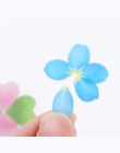 200 sztuk/rolki kwiat płatki taśma Washi taśma maskująca zapach Sakura Washi taśma Scrapbooking pamiętnik papieru naklejki