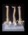 45 CM ludzki kręgosłup z miednicy Model anatomia człowieka anatomia kręgosłupa Model medyczny kręgosłupa model + stojak elastycz