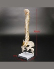 45 CM ludzki kręgosłup z miednicy Model anatomia człowieka anatomia kręgosłupa Model medyczny kręgosłupa model + stojak elastycz