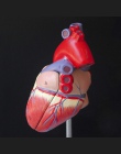 Ludzkie serce anatomiczny anatomii Model nauczania wnętrzności medyczny Organ Model Emulational + stojak nauczania nauk medyczny