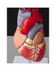 Ludzkie serce anatomiczny anatomii Model nauczania wnętrzności medyczny Organ Model Emulational + stojak nauczania nauk medyczny