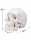 Głowy szkielet czaszka 1:1 modelu nauczania nauk medycznych życia rozmiar czaszki do szkoły anatomii człowieka precyzyjne dla do