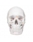 Głowy szkielet czaszka 1:1 modelu nauczania nauk medycznych życia rozmiar czaszki do szkoły anatomii człowieka precyzyjne dla do