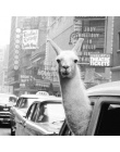 Lamy w taksówce na Times Square, zdjęcia na płótnie oraz plakat w stylu Vintage lama drukuj nowy jork miasto zdjęcie obraz na śc