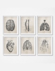 Anatomia człowieka nauka w stylu Vintage plakaty, obrazy, anatomii medycznej obraz na płótnie medycznych lekarz klinika zdjęcia 