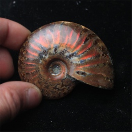 Spiralne Ammolite naturalne amonit Fossil czysty naturalny rękodzieło sztuk grał na dłoniach miły prezent dla kolekcji kamień 2.