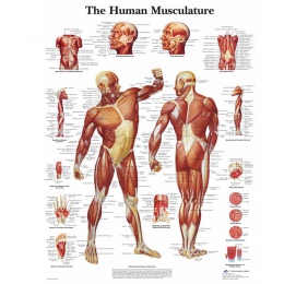 Anatomia człowieka mięśni System plakat artystyczny drukuj Body mapa płótno zdjęcia ścienny do edukacji medycznej wystrój domu