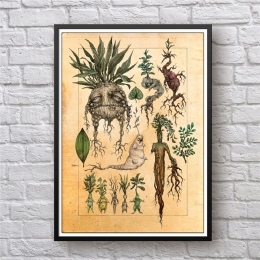 Fanem harry'ego pottera sztuka ilustracja Mandrake Decor malarstwo na płótnie obraz na ścianie, śliczne Mandrake roślin plakat w